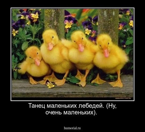  Танец маленьких лебедей. (Ну, очень маленьких).