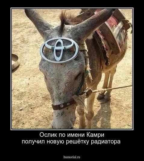Ослик по имени Камри получил новую решётку радиатора
