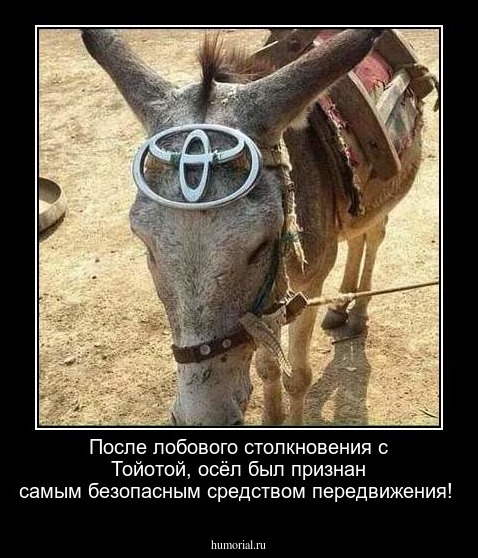 После лобового столкновения с Тойотой, осёл был признан самым безопасным средством передвижения!