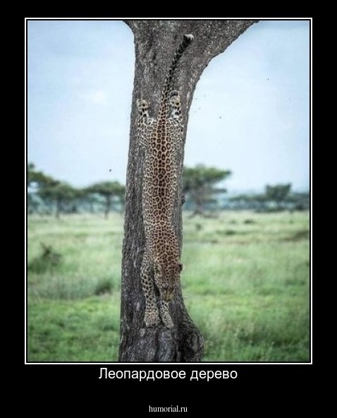 Леопардовое дерево