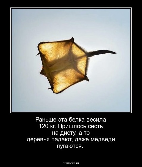 Раньше эта белка весила 120 кг. Пришлось сесть на диету, а то деревья падают, даже медведи пугаются.