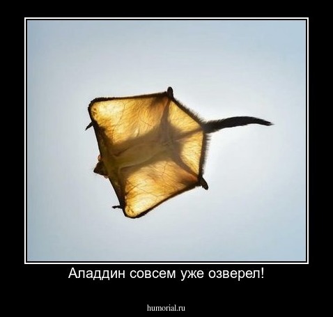 Аладдин совсем уже озверел!