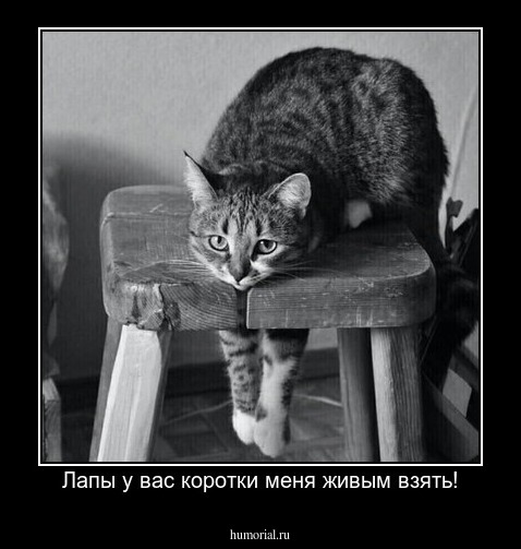 Лапы у вас коротки меня живым взять!