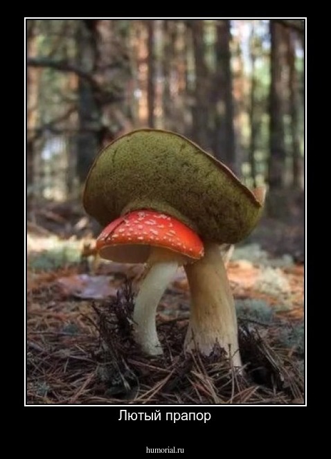 Лютый прапор