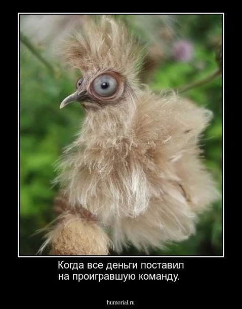 Когда все деньги поставил на проигравшую команду.