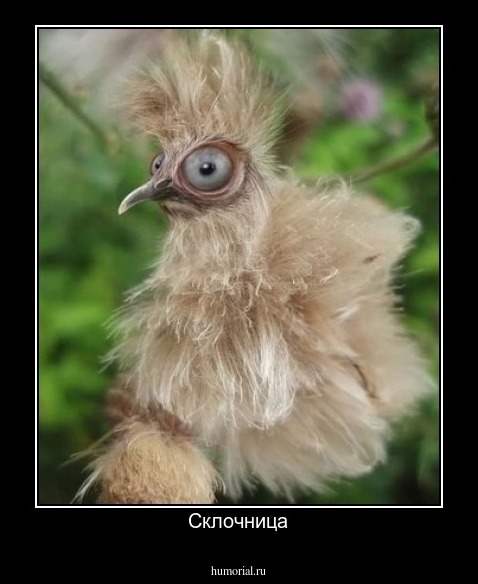 Склочница