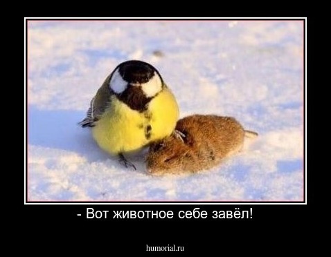 - Вот животное себе завёл!
