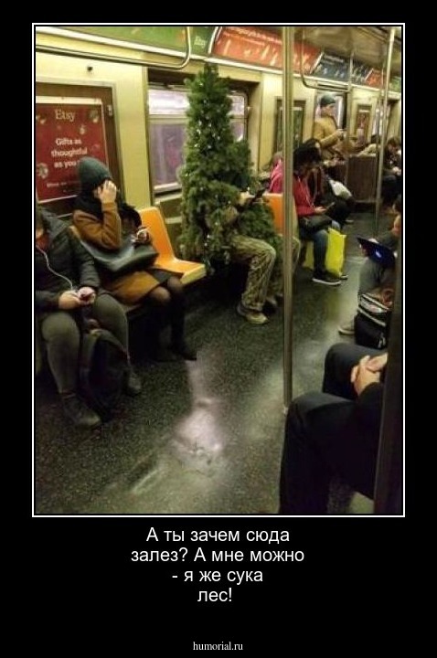 А ты зачем сюда залез? А мне можно - я же сука лес!