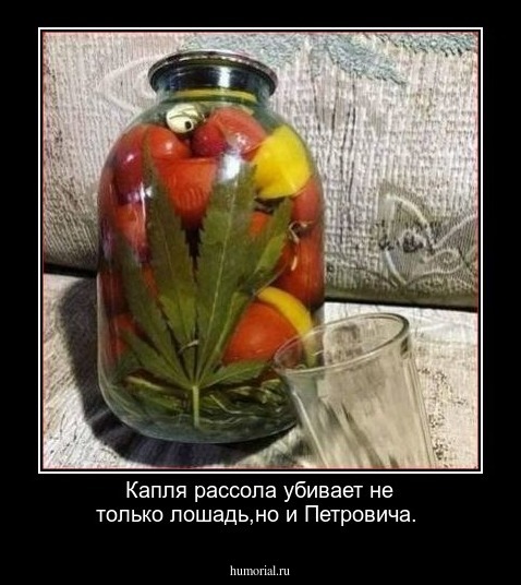 Капля рассола убивает не только лошадь,но и Петровича.