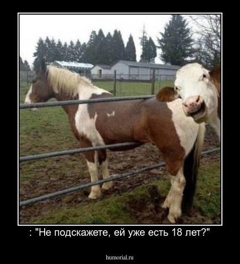 : "Не подскажете, ей уже есть 18 лет?"