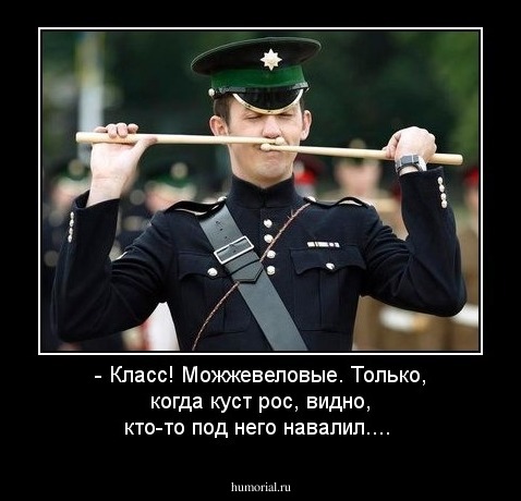 - Класс! Можжевеловые. Только, когда куст рос, видно, кто-то под него навалил....