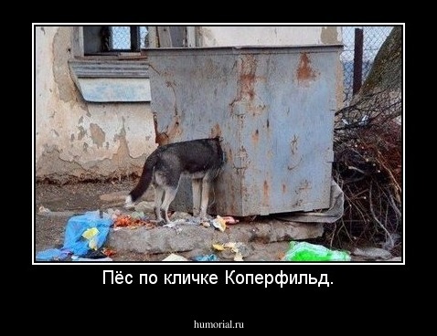 Пёс по кличке Коперфильд.