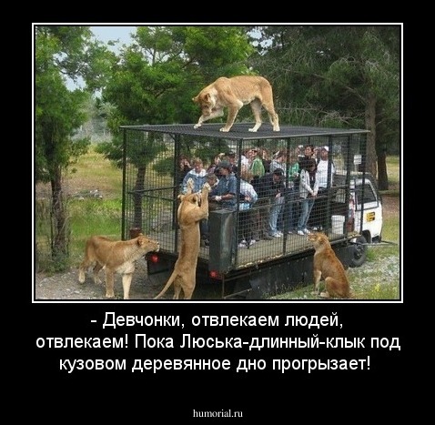- Девчонки, отвлекаем людей, отвлекаем! Пока Люська-длинный-клык под кузовом деревянное дно прогрызает!