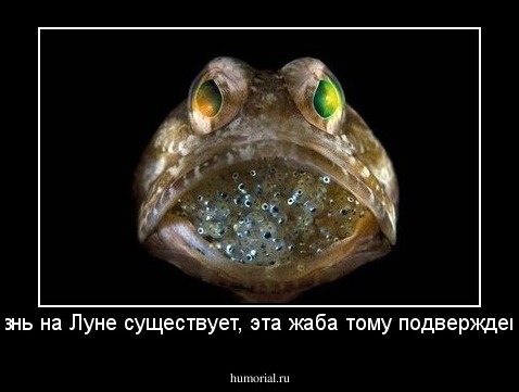 жизнь на Луне существует, эта жаба тому подверждение