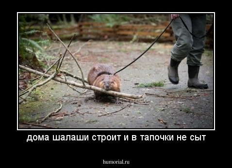 дома шалаши строит и в тапочки не сыт