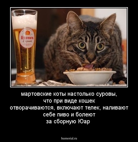 мартовские коты настолько суровы, что при виде кошек отворачиваются, включают телек, наливают себе пиво и болеют за сборную Юар