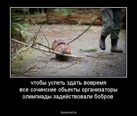 чтобы успеть здать вовремя все сочинские обьекты организаторы олимпиады задействовали бобров 