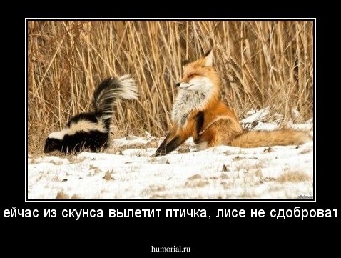 сейчас из скунса вылетит птичка, лисе не сдобровать