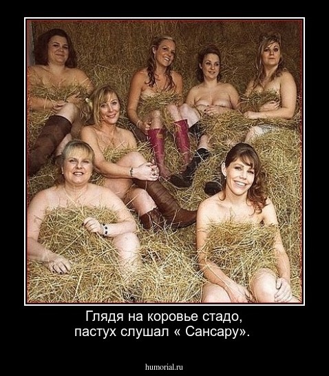  Глядя на коровье стадо, пастух слушал « Сансару».