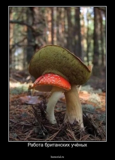 Работа британских учёных