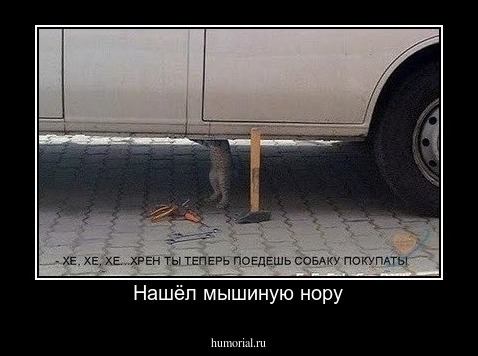 Нашёл мышиную нору