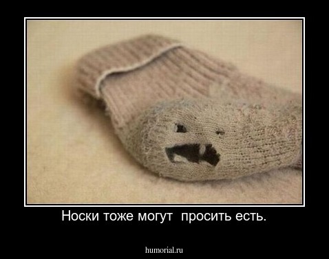 Носки тоже могут  просить есть.