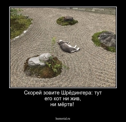 Скорей зовите Шрёдингера: тут его кот ни жив, ни мёртв!