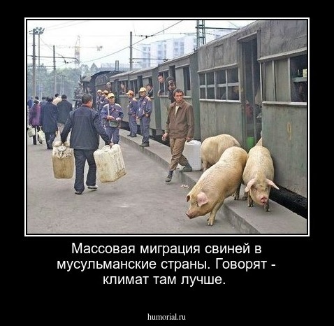 Массовая миграция свиней в мусульманские страны. Говорят - климат там лучше.