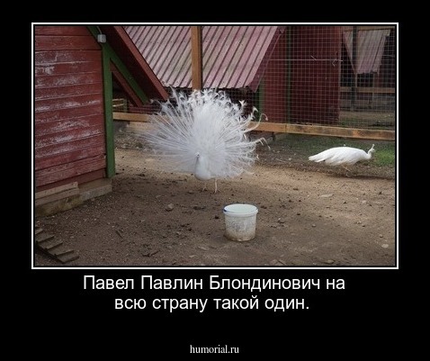 Павел Павлин Блондинович на всю страну такой один.