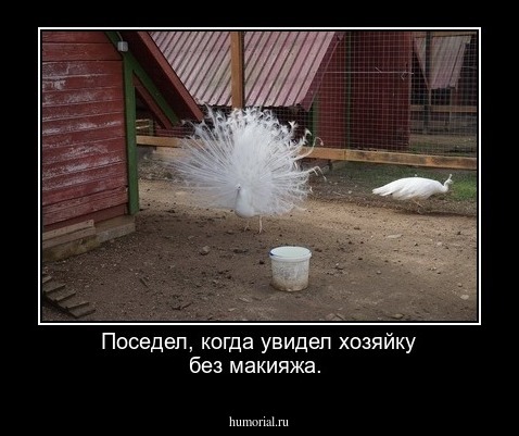 Поседел, когда увидел хозяйку без макияжа. 