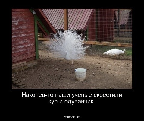 Наконец-то наши ученые скрестили кур и одуванчик 