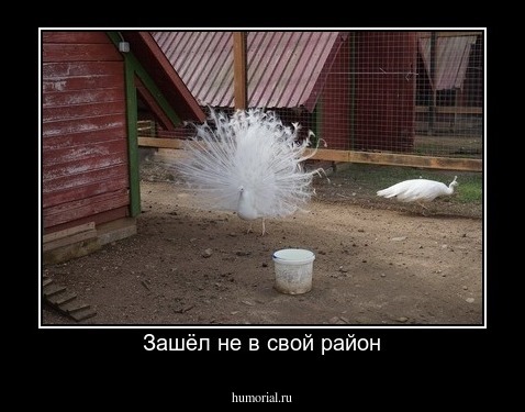 Зашёл не в свой район