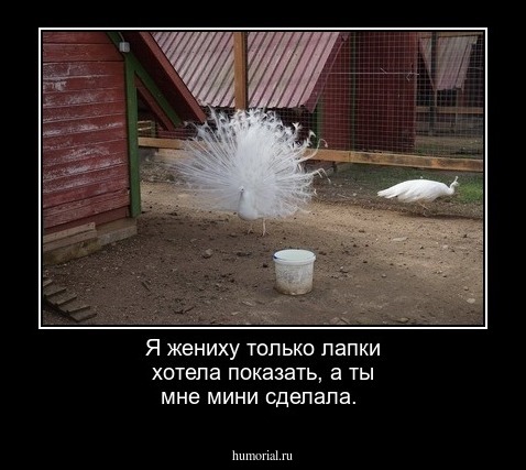 Я жениху только лапки хотела показать, а ты мне мини сделала.