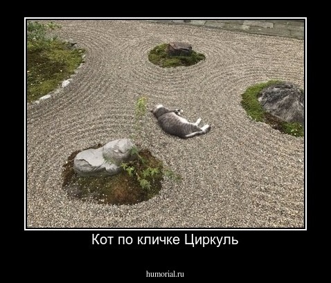 Кот по кличке Циркуль