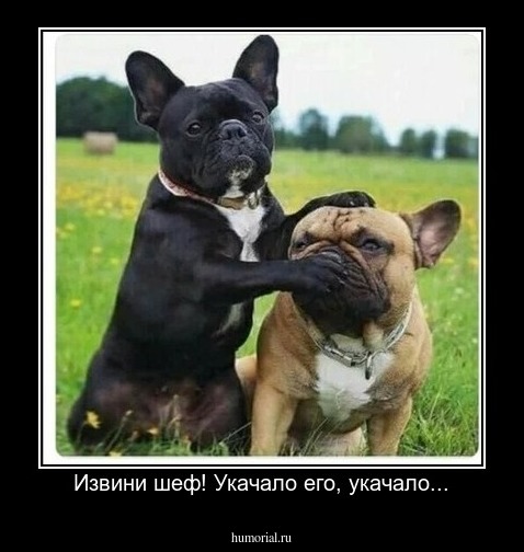Извини шеф! Укачало его, укачало...