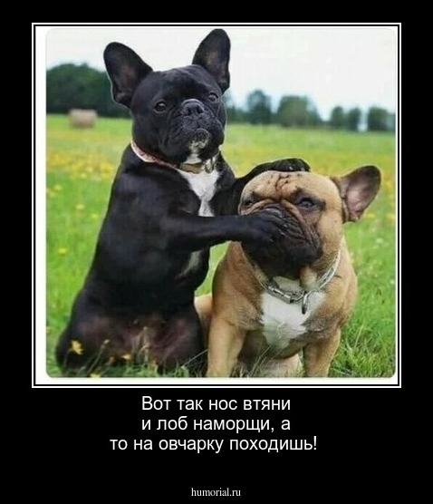 Вот так нос втяни и лоб наморщи, а то на овчарку походишь!