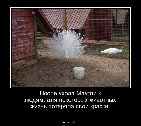 После ухода Маугли к людям, для некоторых животных жизнь потеряла свои краски