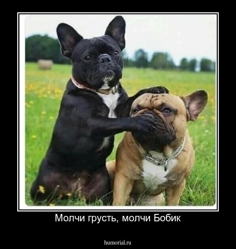 Молчи грусть, молчи Бобик