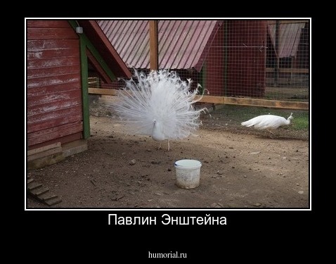 Павлин Энштейна
