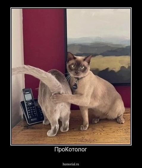 ПроКотолог