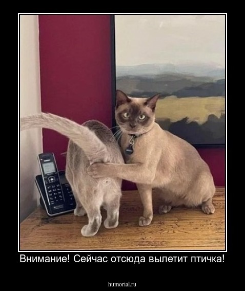 Внимание! Сейчас отсюда вылетит птичка!