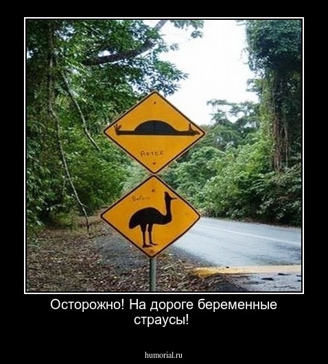  Осторожно! На дороге беременные страусы!