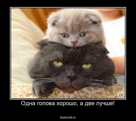 Одна голова хорошо, а две лучше!