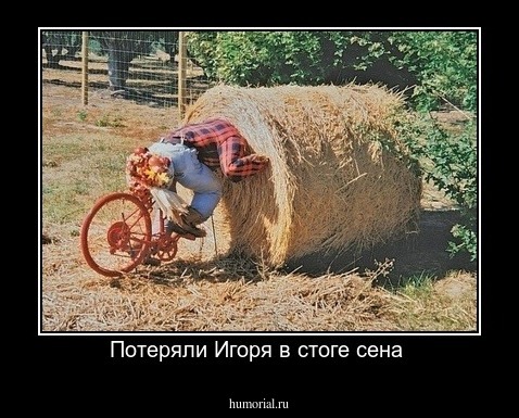 Потеряли Игоря в стоге сена 