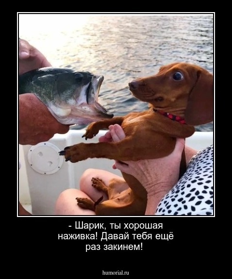 - Шарик, ты хорошая наживка! Давай тебя ещё раз закинем!