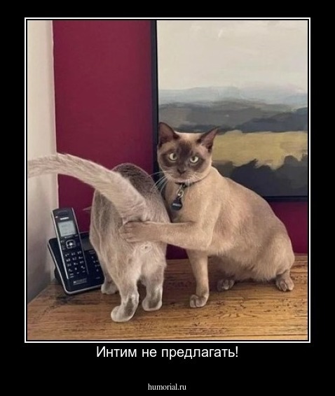 Интим не предлагать!