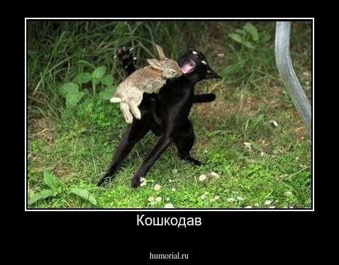 Кошкодав