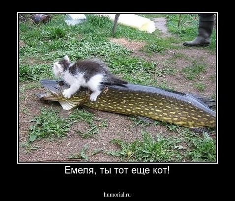 Емеля, ты тот еще кот!