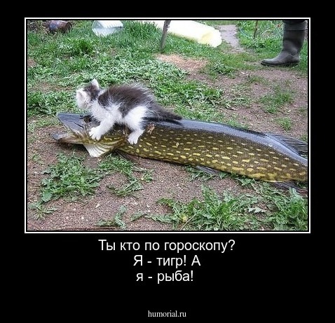 Ты кто по гороскопу? Я - тигр! А я - рыба!
