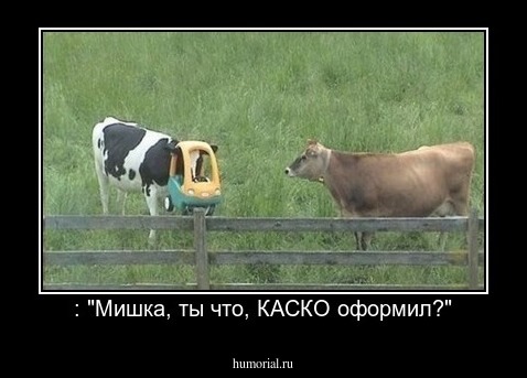  : "Мишка, ты что, КАСКО оформил?"